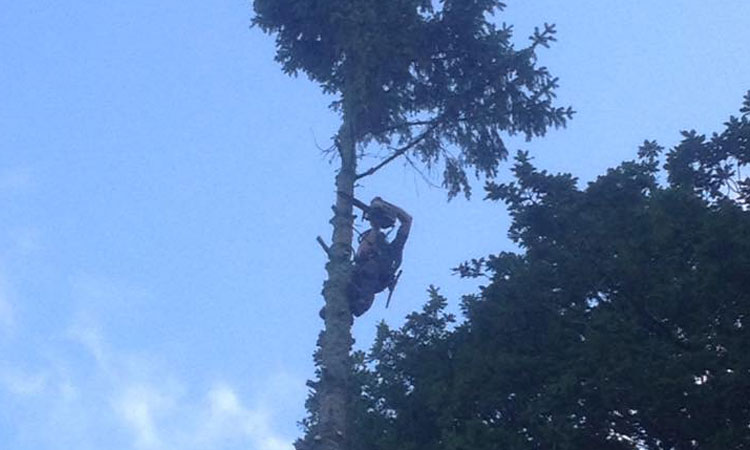 Tree Services