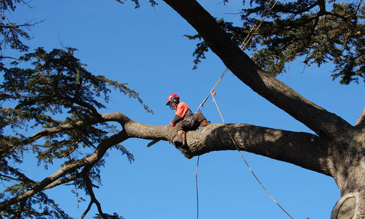 Tree Services