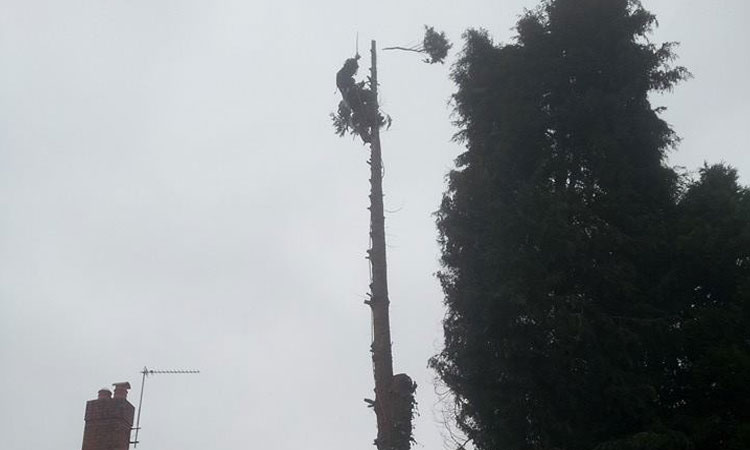 Tree Services