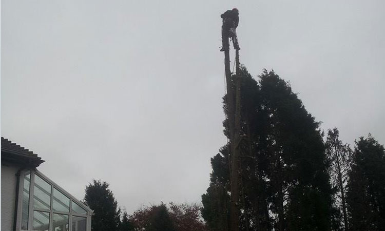 Tree Services