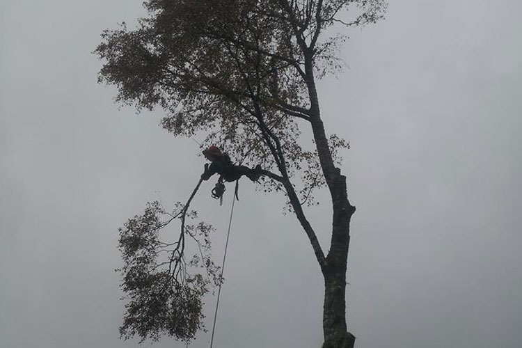 Tree Services